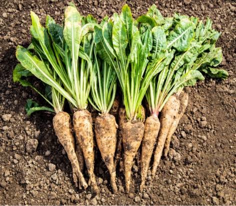 Chicory Root