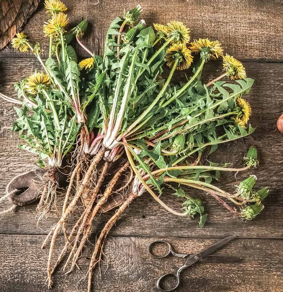 Dandelion Root