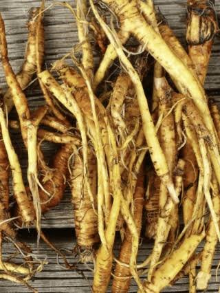 Yellow Dock Root